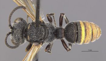Media type: image;   Entomology 27620 Aspect: habitus dorsal view